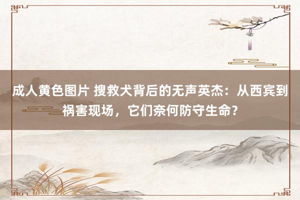 成人黄色图片 搜救犬背后的无声英杰：从西宾到祸害现场，它们奈何防守生命？